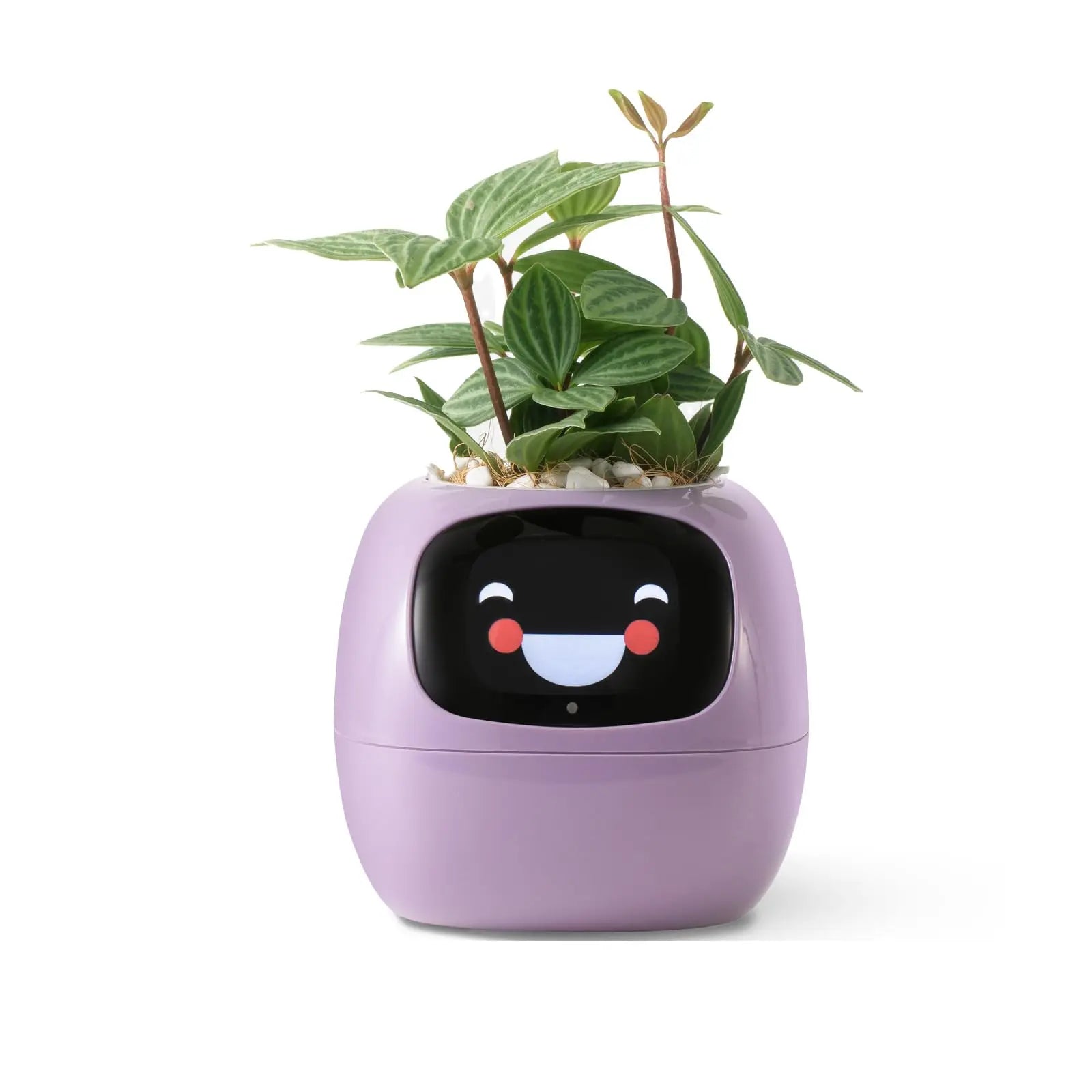 smart flower